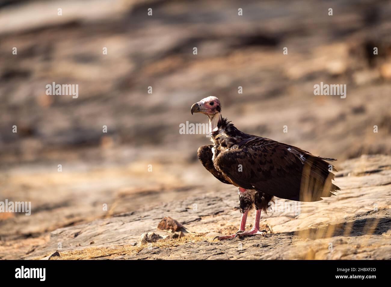 red headed vulture or sarcogyps calvus or Asian king or Indian black vulture closeup or portrait at Ranthambore National Park or forest Reserve india Stock Photo