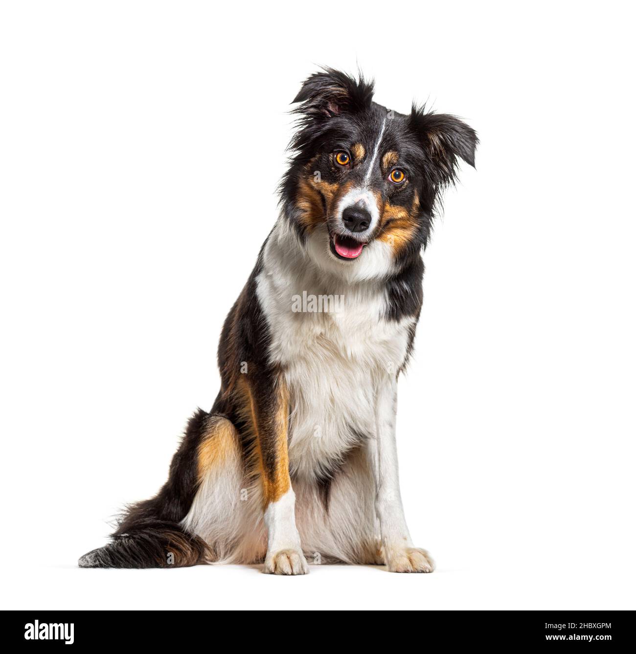 Portrait Tri-color border collie dog sitting, panting and looking at the camera, isolated on white Stock Photo