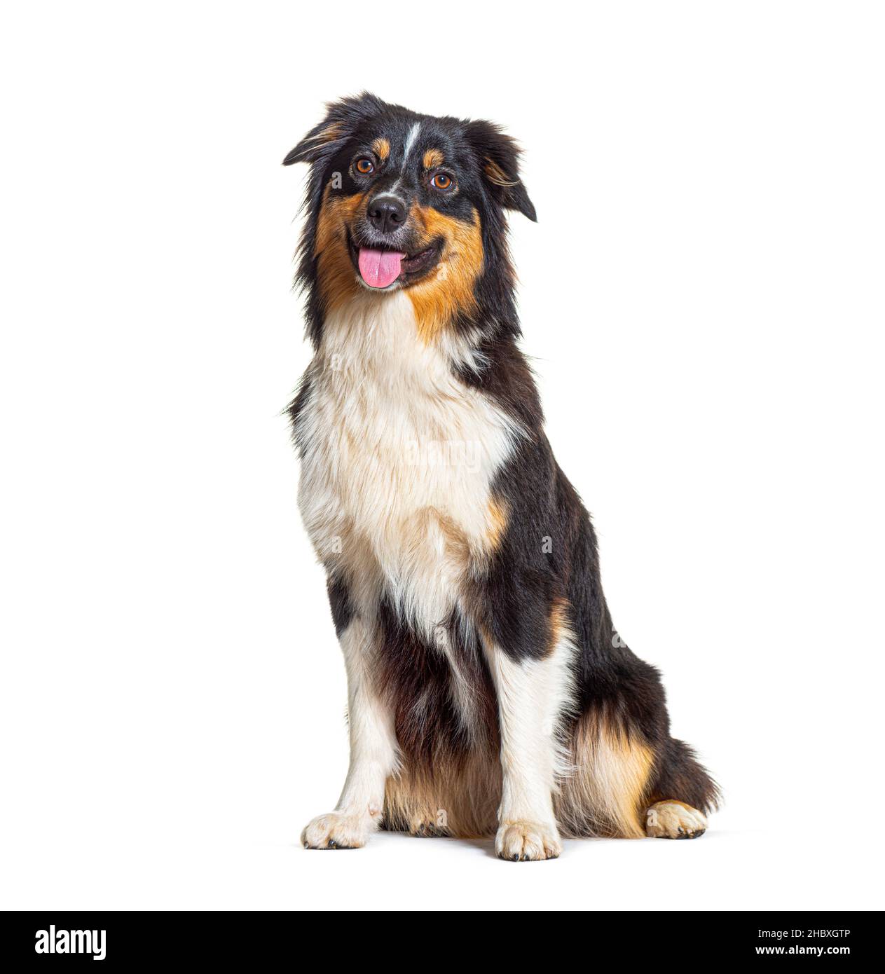 Panting Australian Shepherd dog sitting in front of white background