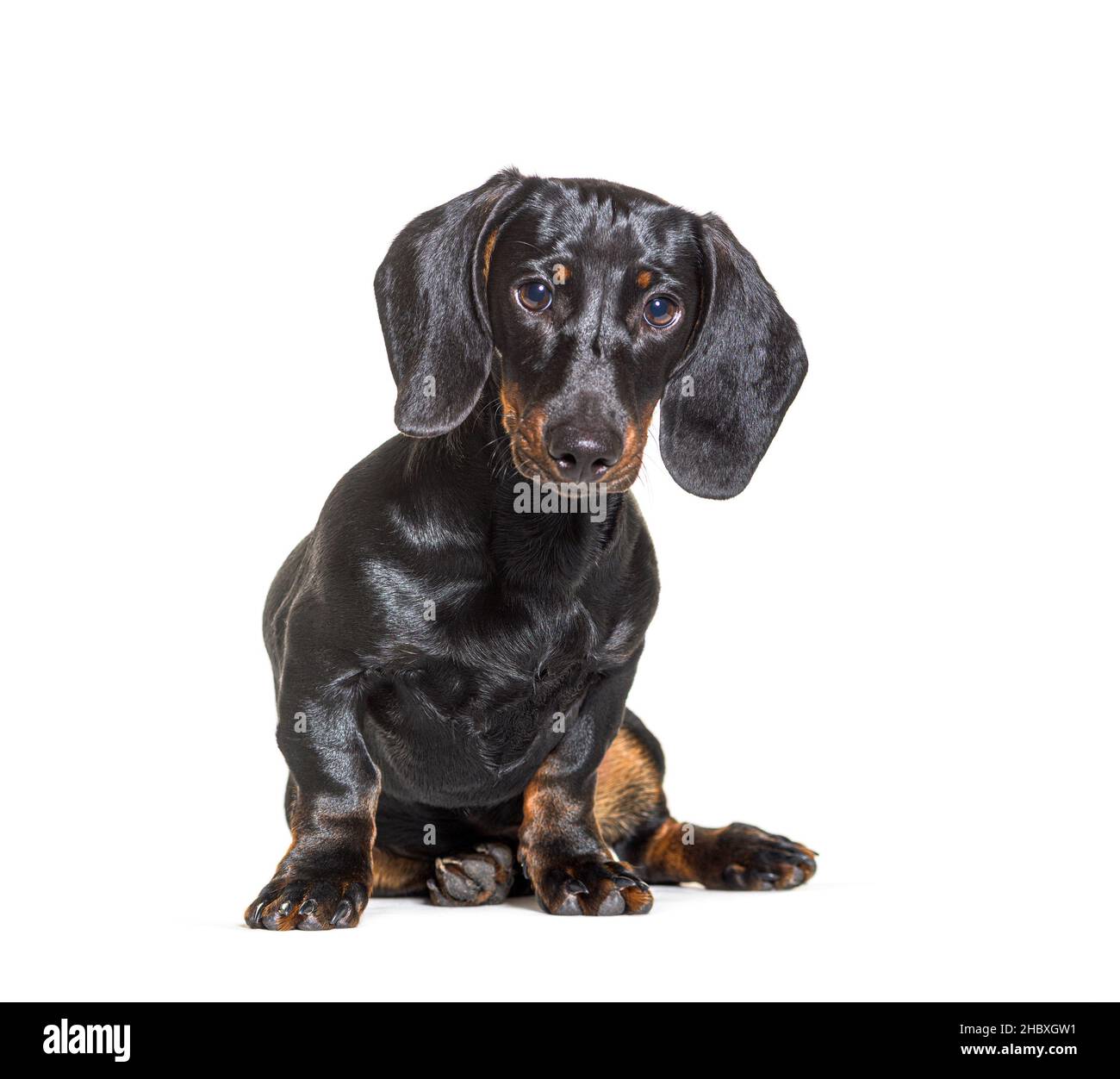 Dachshund dog, sitting in front of white background Stock Photo