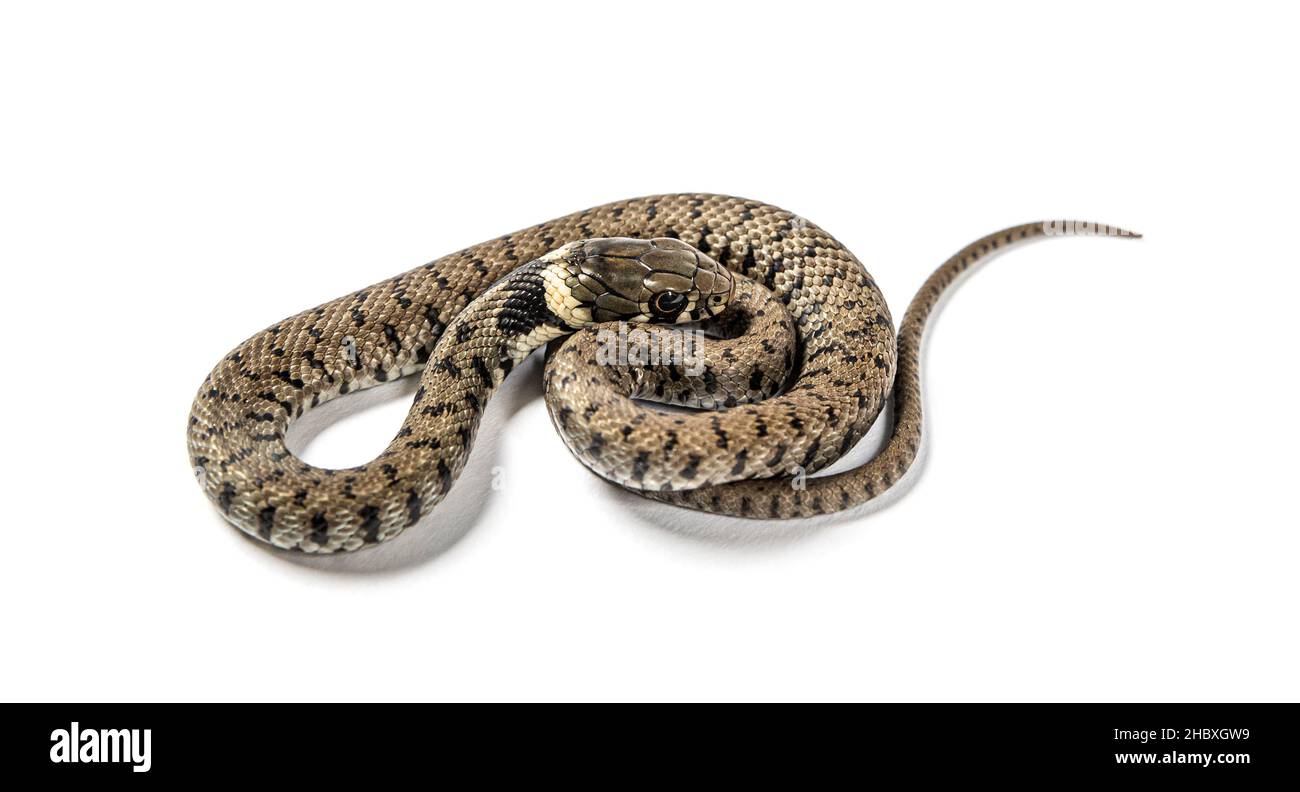 Grass snake, Natrix natrix, Isolated on white Stock Photo