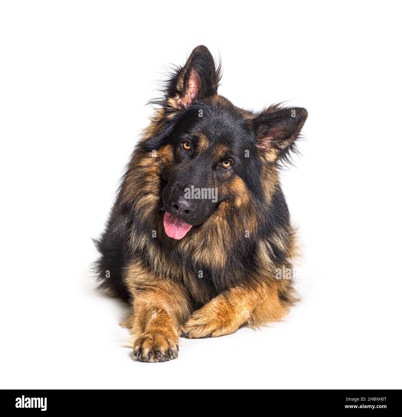 German shepherd long haired lying down, looking at camera, isolated on white Stock Photo