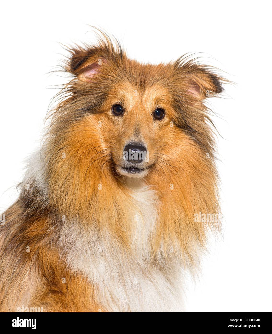 Maple best sale cove shelties