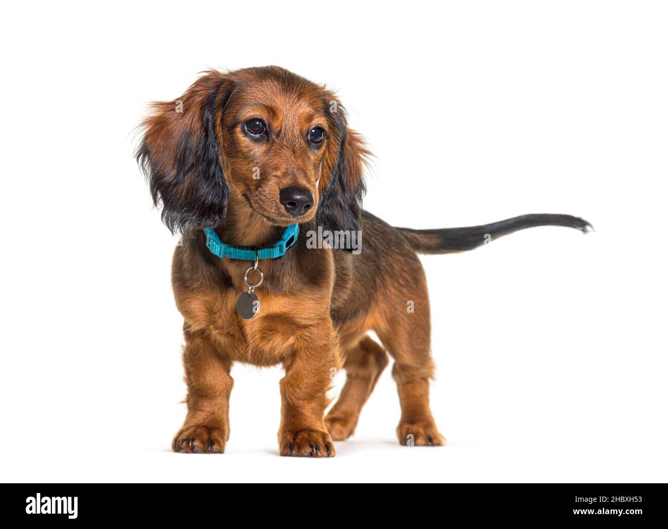 Dachshund wearing a blue dog collar, standing, isolated on white Stock Photo
