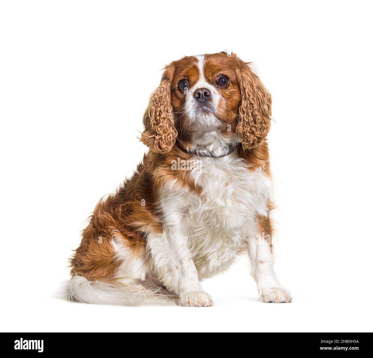 Fat Cavalier king Charles spaniel dog wearing a collar, sitting, isolated on white Stock Photo