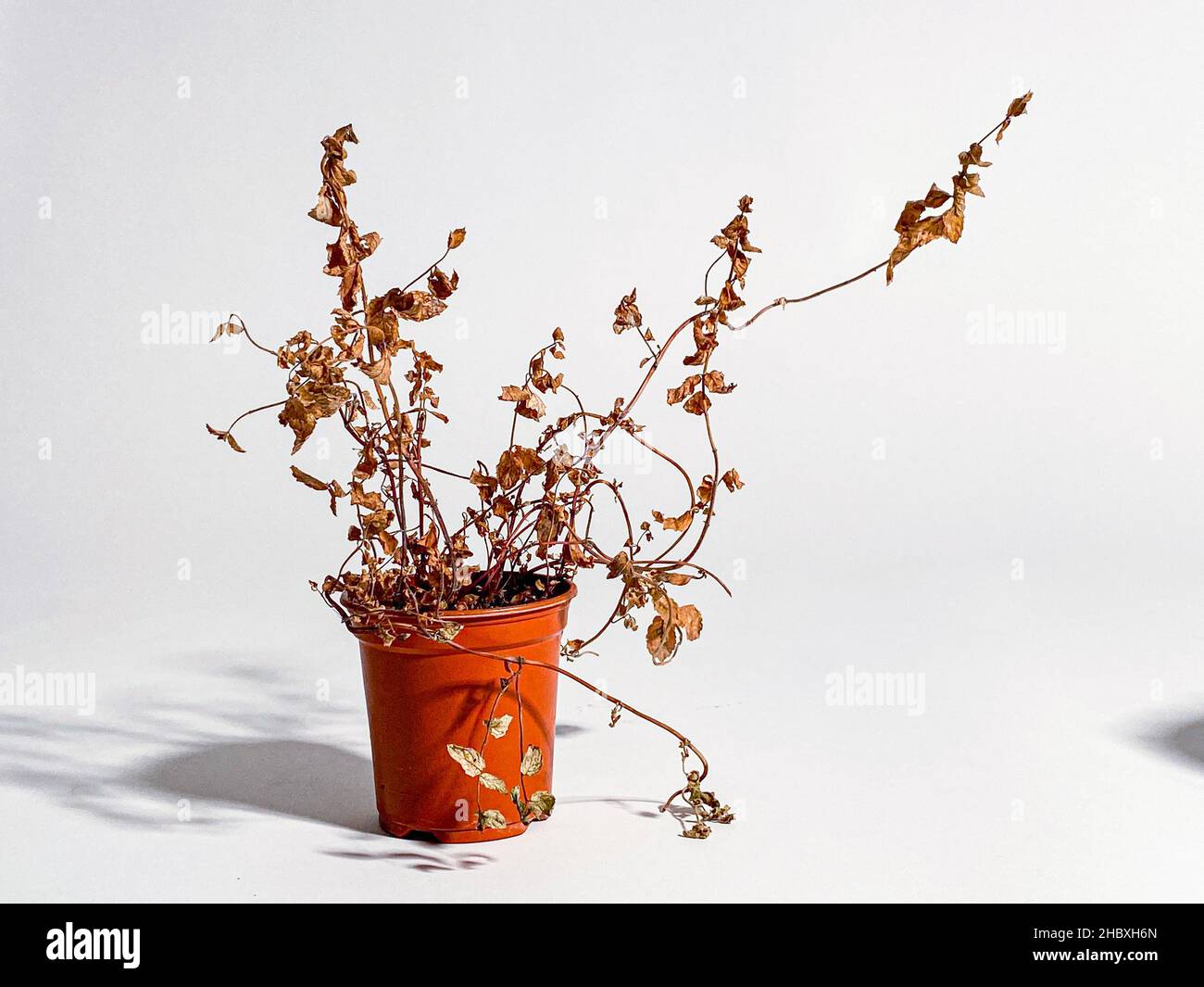 Neglected dried and dead plant in blue and red plastic pot Stock Photo