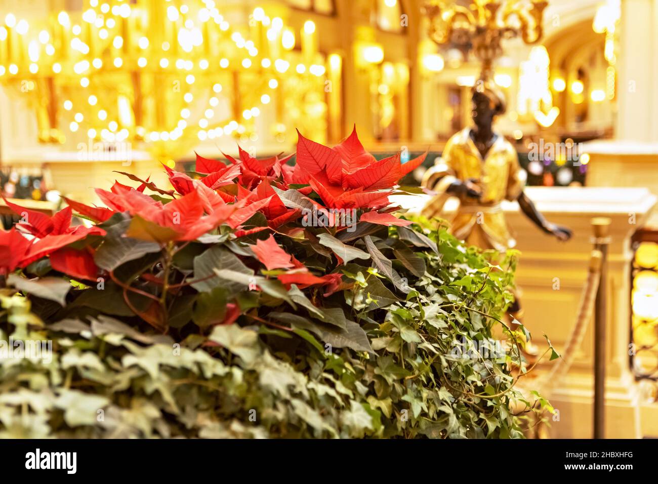 Christmas red flower on a golden background Stock Photo Alamy