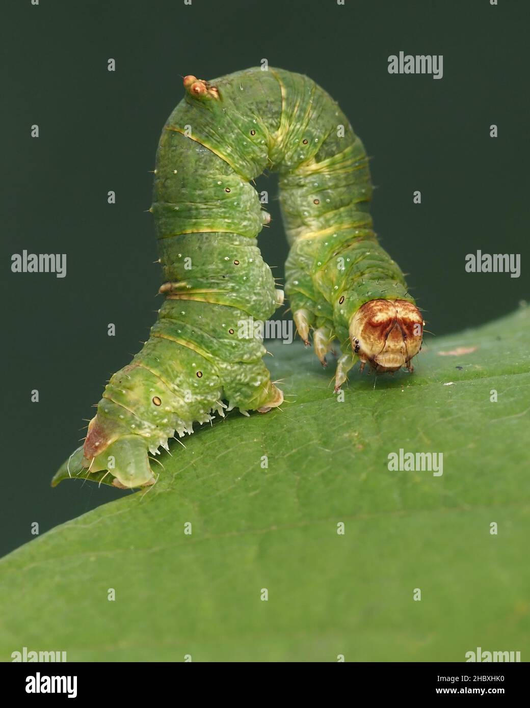 Brimstone moth caterpillar (Opisthograptis luteolata) crawling on leaf. Tipperary, Ireland Stock Photo