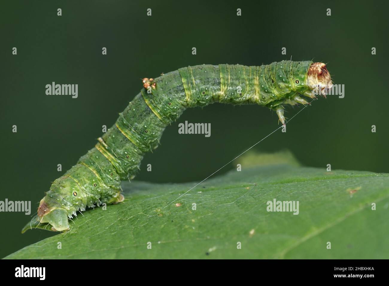 Brimstone moth caterpillar (Opisthograptis luteolata) on leaf. Tipperary, Ireland Stock Photo