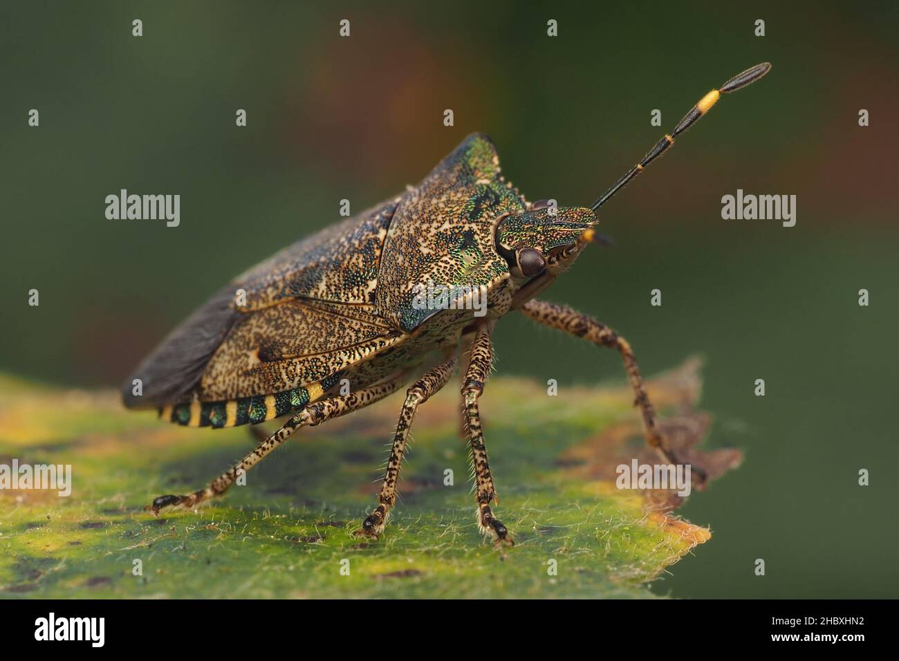 Bronze Shieldbug (Troilus luridus) at rest on oak leaf. Tipperary, Ireland Stock Photo