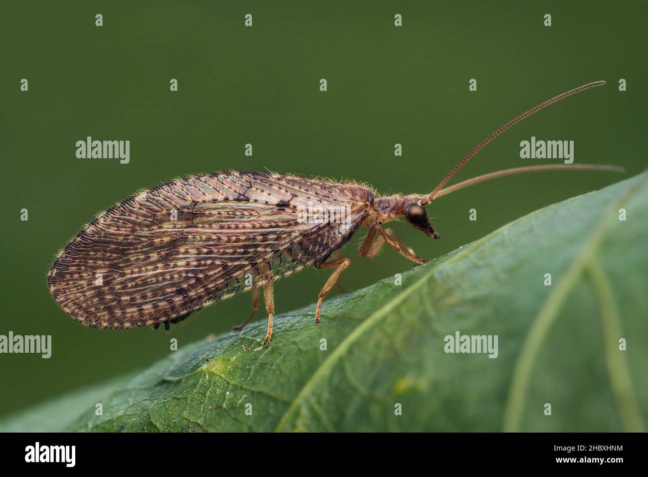 Brown Lacewing perched on underside of leaf. Tipperary, Ireland Stock Photo