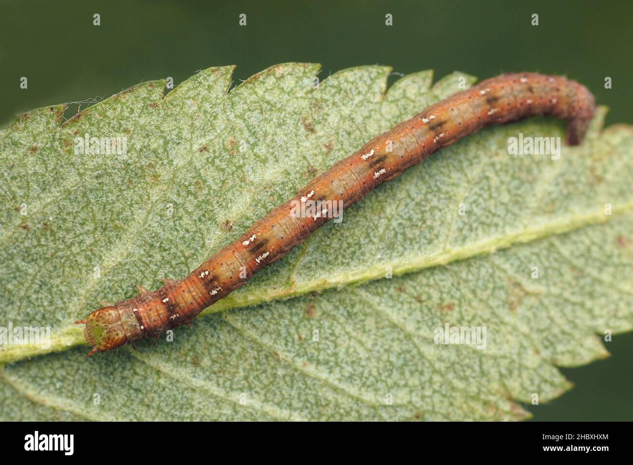 Common White Wave moth caterpillar (Cabera pusaria) on underside of leaf. Tipperary, Ireland Stock Photo