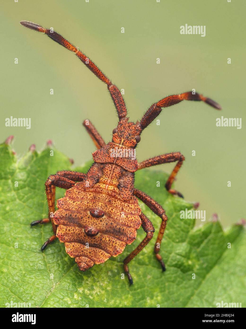 Dock Bug nymph (Coreus marginatus) resting on bramble. Tipperary, Ireland Stock Photo