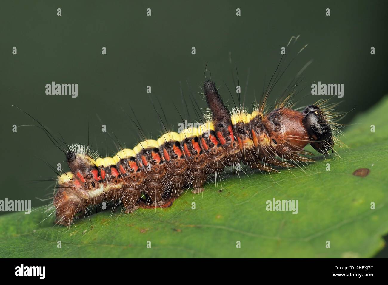 Grey Dagger moth caterpillar (Acronicta psi) at rest on leaf. Tipperary, Ireland Stock Photo