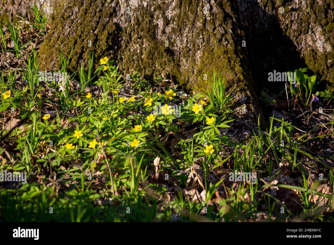 Yellow flowers of Anemone ranunculoides (yellow wood anemone or buttercup anemone) plant lit by the sun growing under a tree Stock Photo