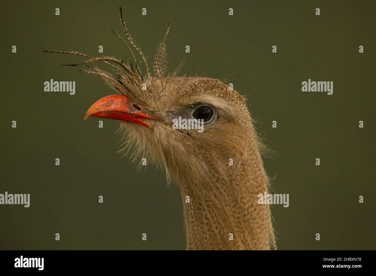 A seriema é uma ave comum nos cerrados brasileiros. Stock Photo