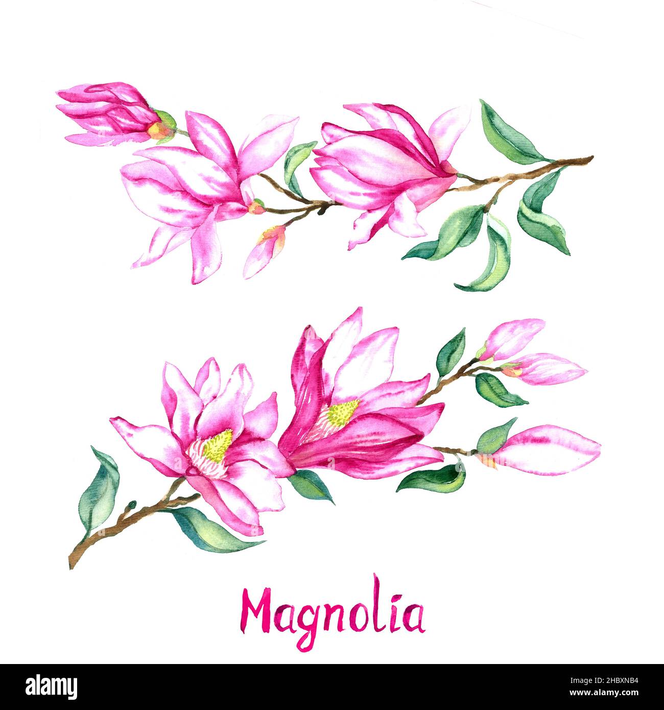 Magnolia twig with pink-purple flowers isolated on white hand painted watercolor illustration with handwritten inscription Stock Photo