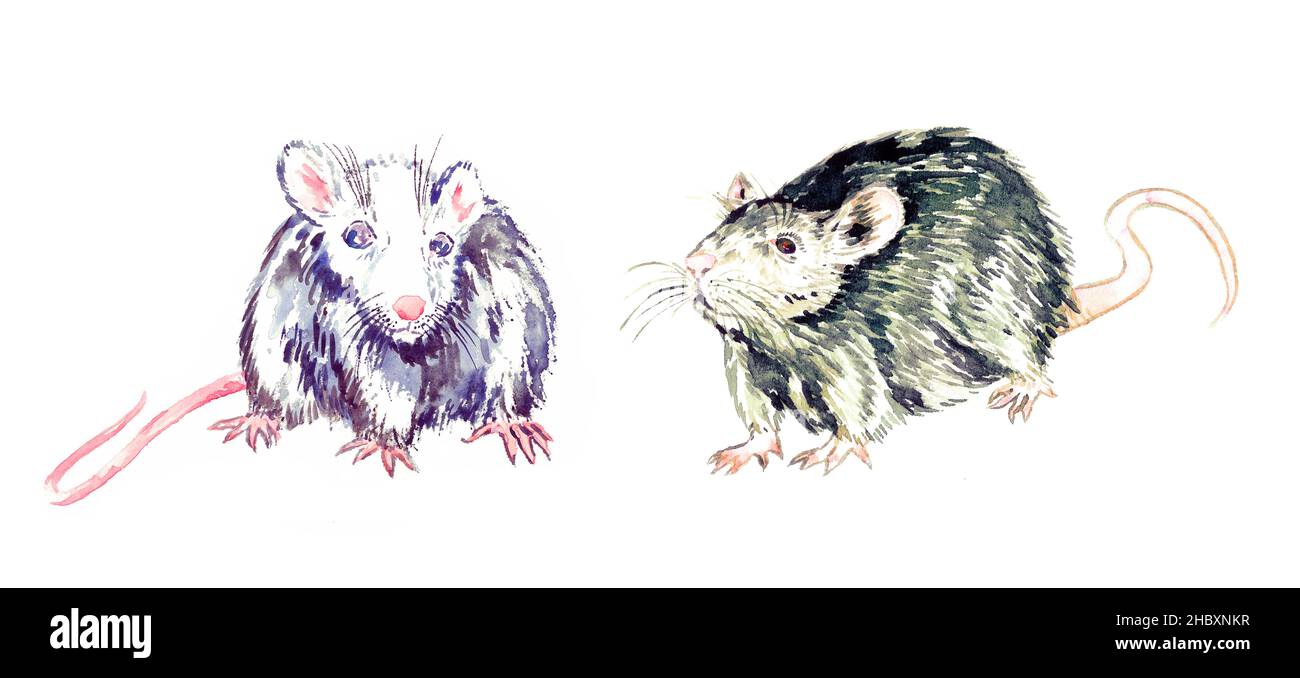 Small funny couple rats, white and gray standing and looking, watercolor painting. Isolated on white illustration  design element for invitation, card Stock Photo