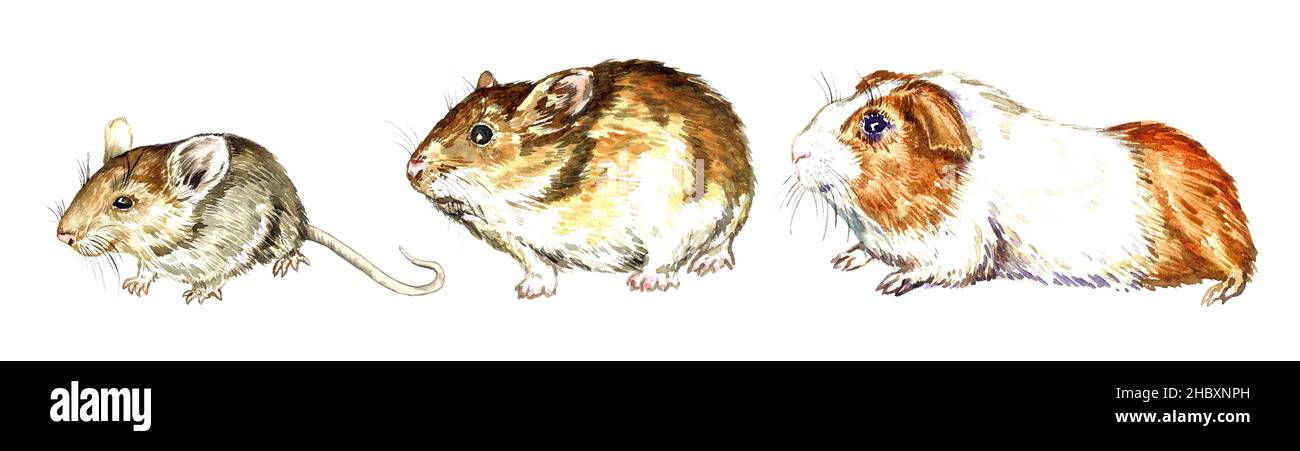 House mouse (Mus musculus), Golden hamster (Mesocricetus auratus), Guinea pig  (Cavia porcellus) side view collection, hand painted watercolor Stock Photo