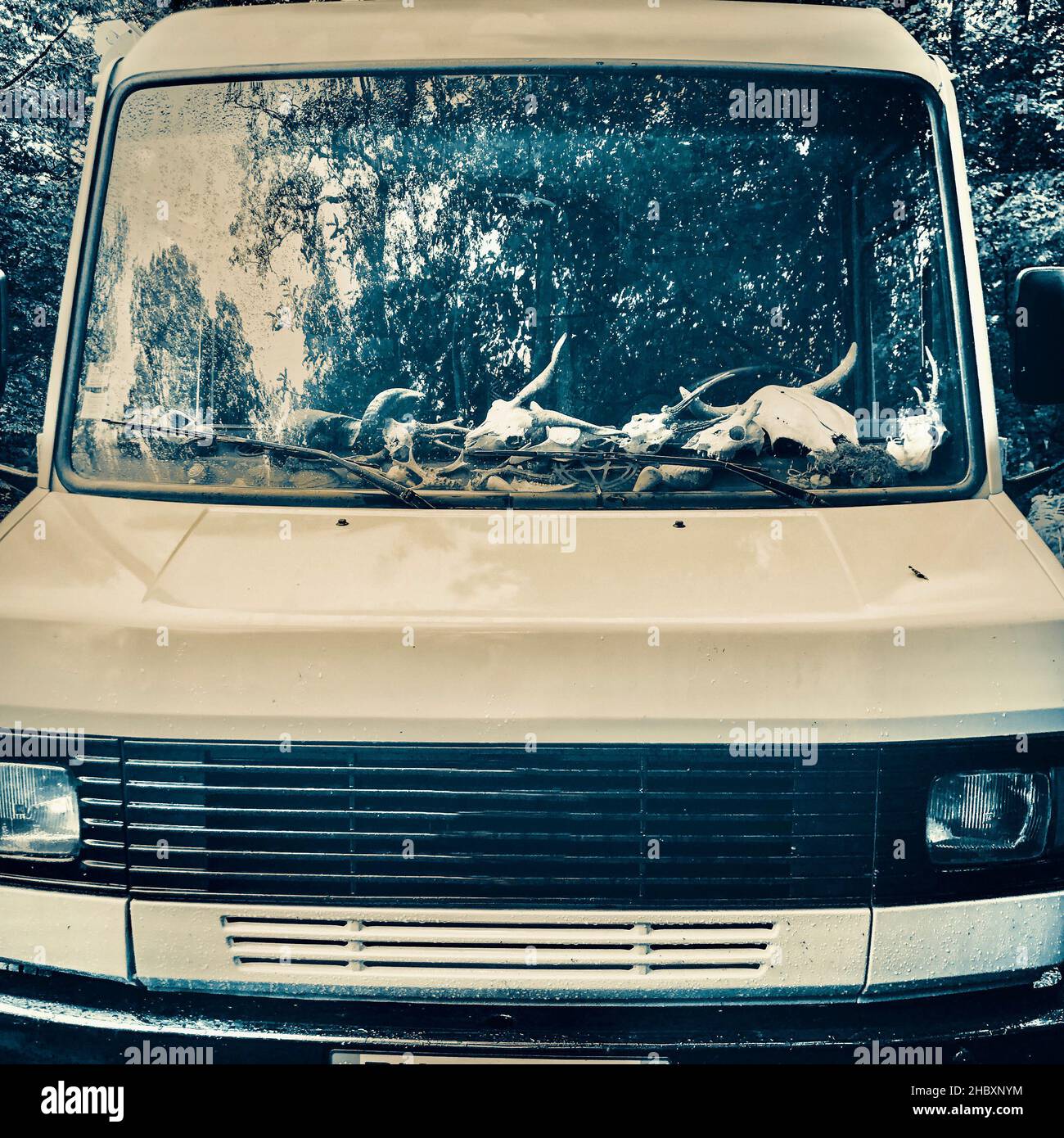 Old vintage nomad truck full of skulls of dead animals Stock Photo