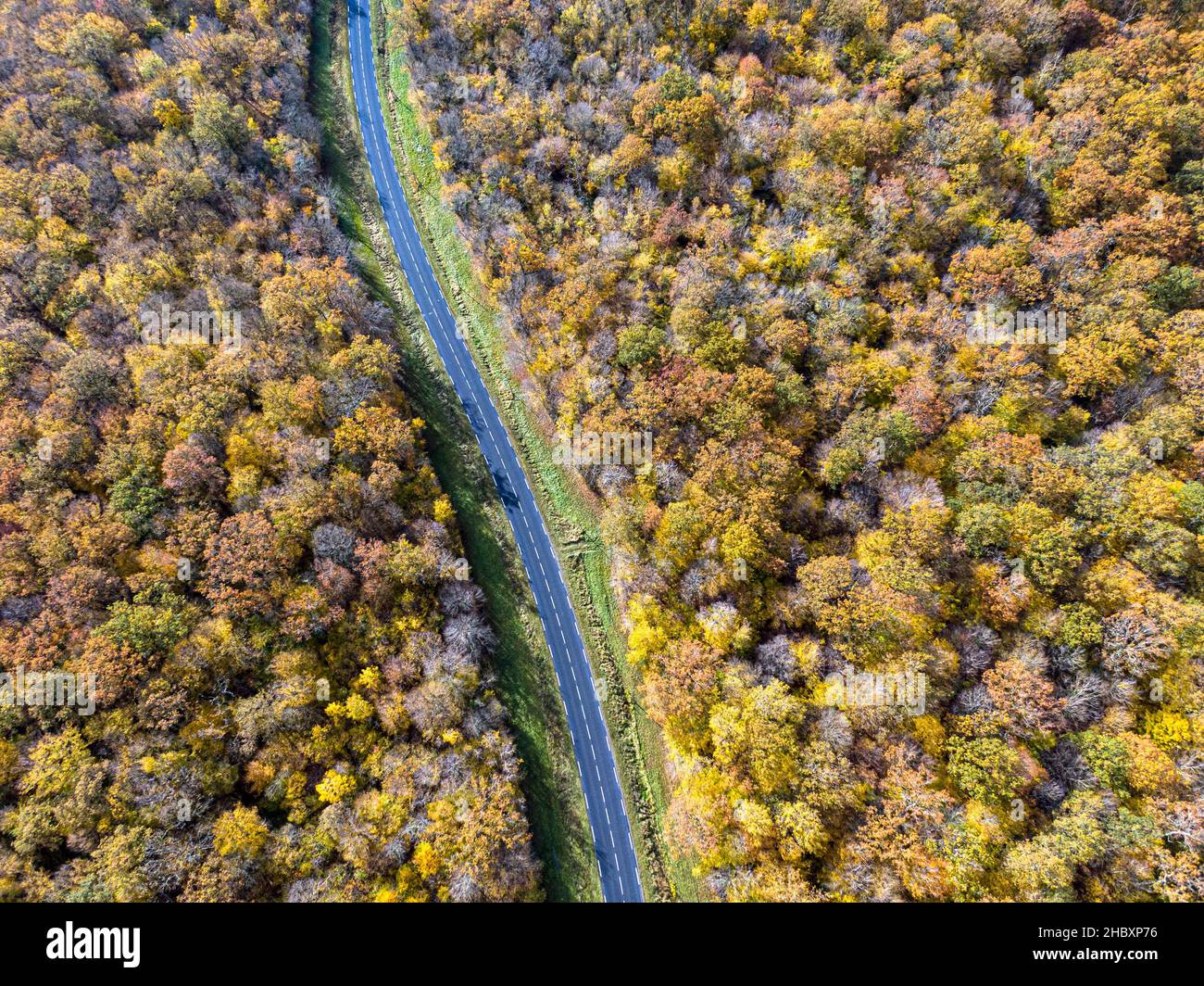 Forest road with white car during Autumn. Aerial view road crossing a yellow and gold deciduous trees forest, Autumn Stock Photo