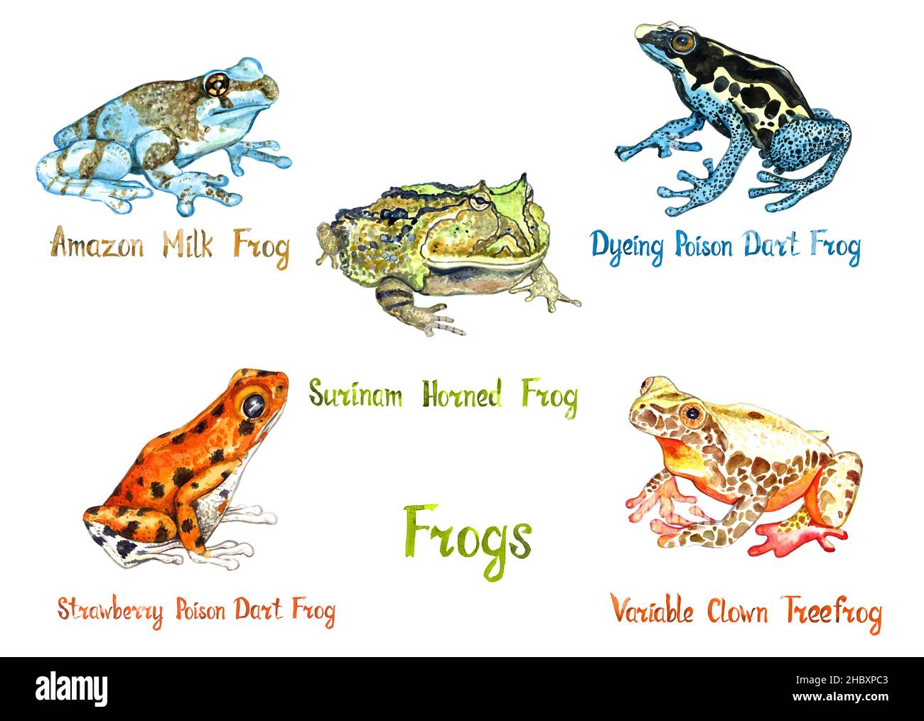 Amazon milk, Surinam horned , Dyeing poison dart frog, Strawberry poison frog, Variable clown tree frog isolated on white hand painted watercolor Stock Photo