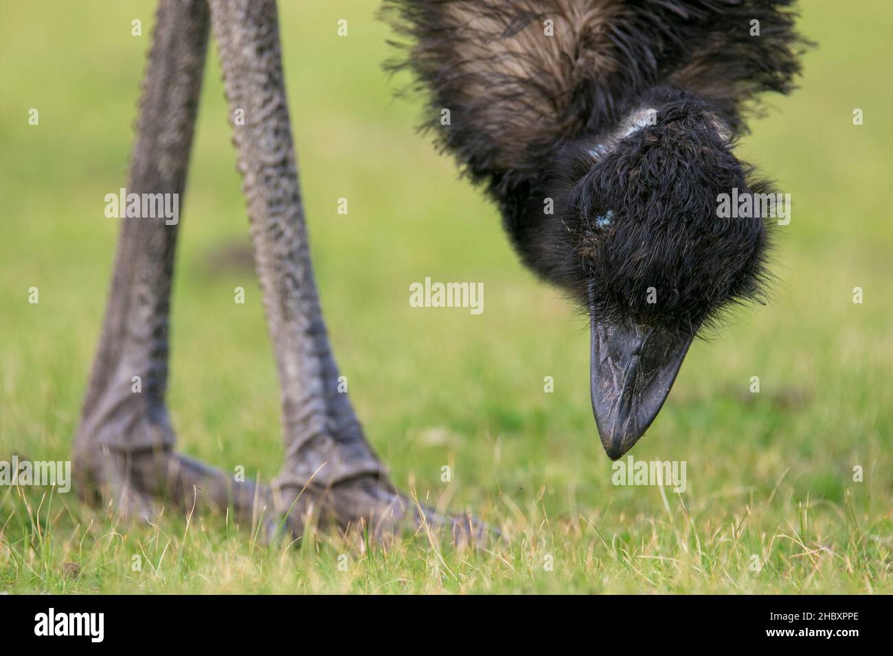 Emu (Dromaius novaehollandiae) grazing at Wilsons Promontory in Victoria, Australia Stock Photo