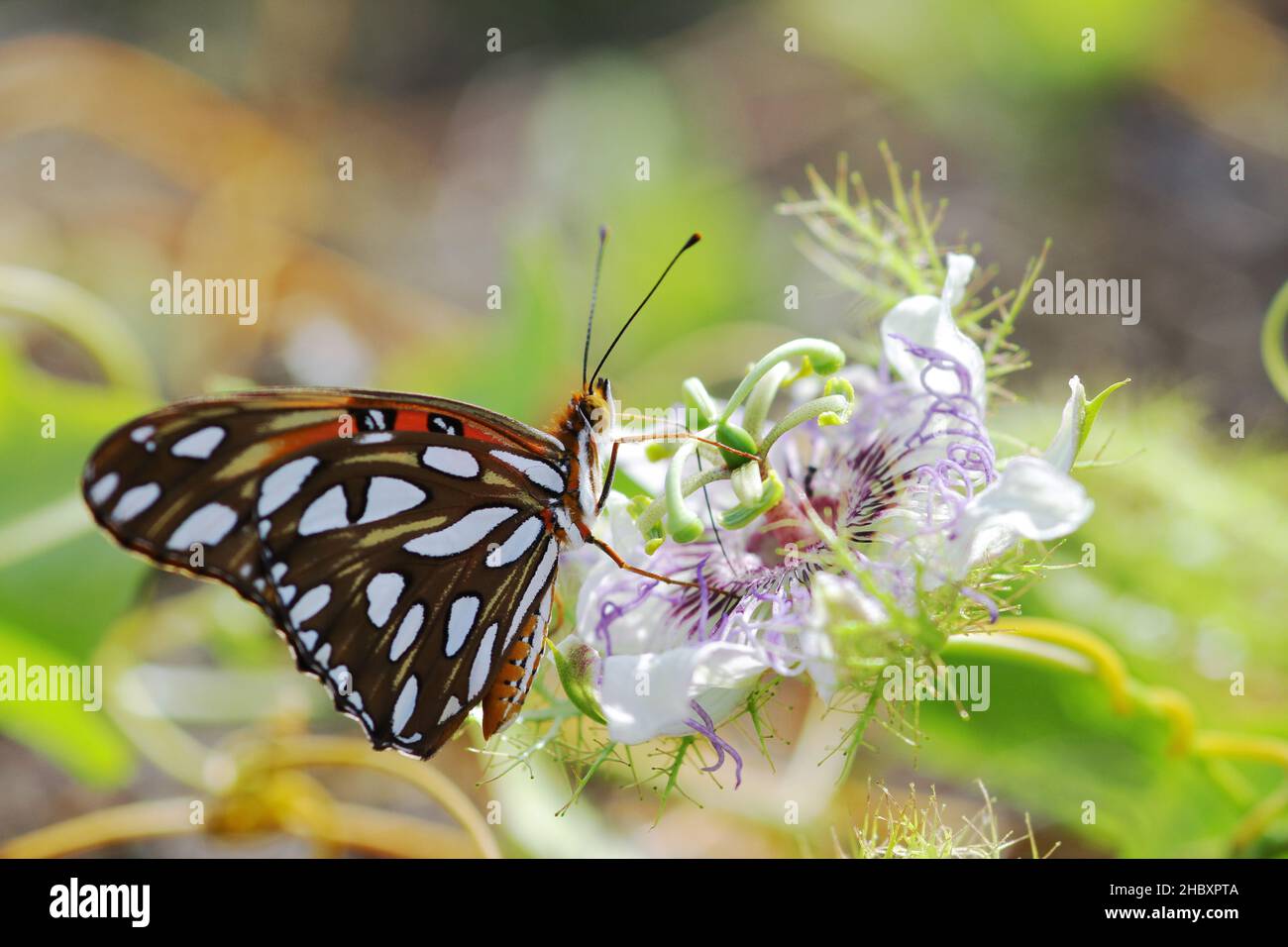 Gulf fritillary (Agraulis vanillae) butterfly on a flower at Isla Holbox, Mexico Stock Photo