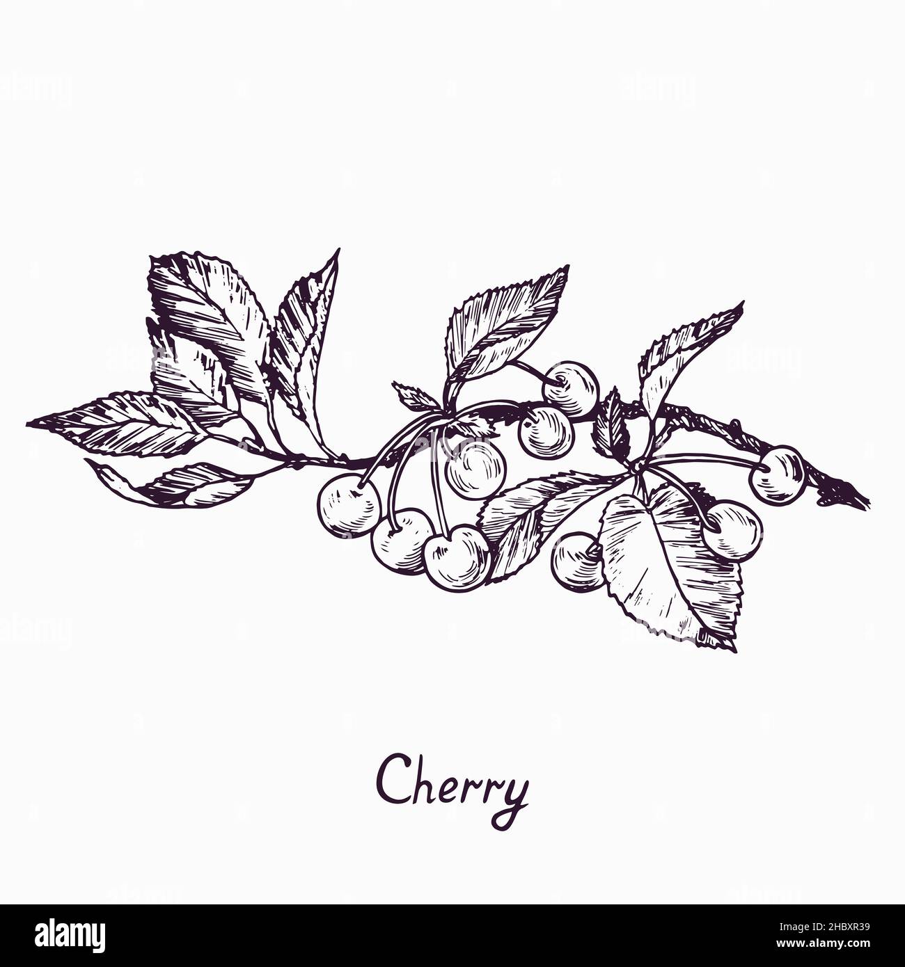 Cherry branch with fruits and leaves, simple doodle drawing with inscription, gravure style Stock Photo