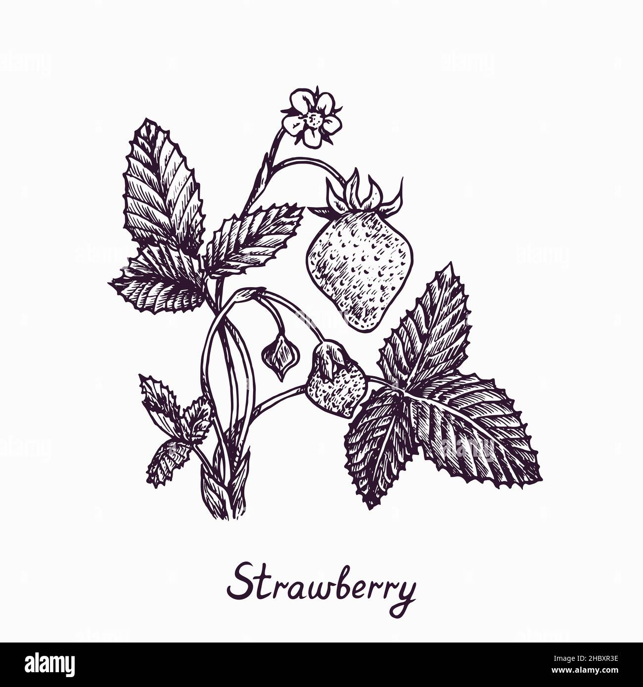 Strawberry plant with berries, flower and leaves, simple doodle drawing with inscription, gravure style Stock Photo