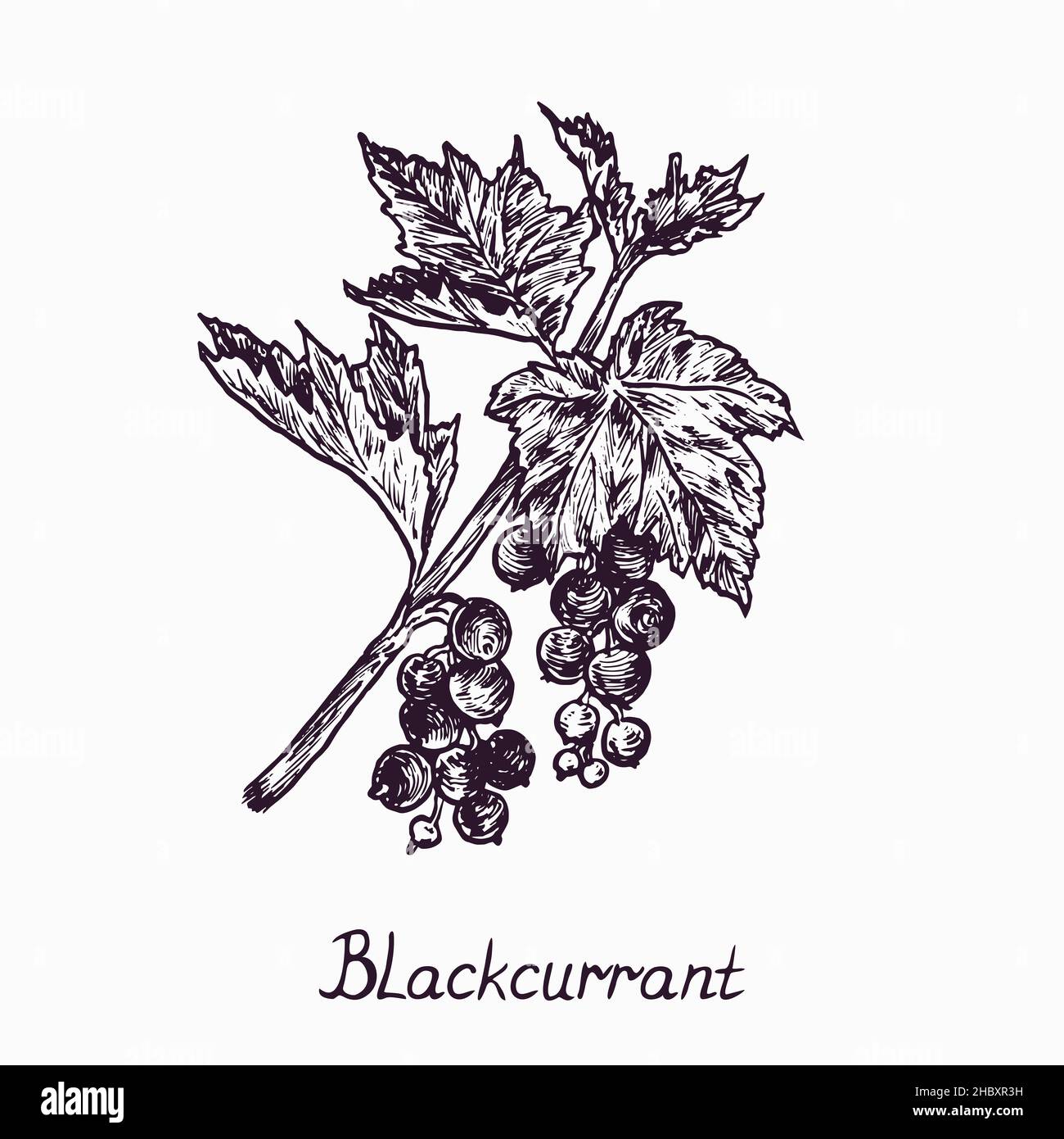 Blackcurrant branch with berries and leaves, simple doodle drawing with inscription, gravure style Stock Photo