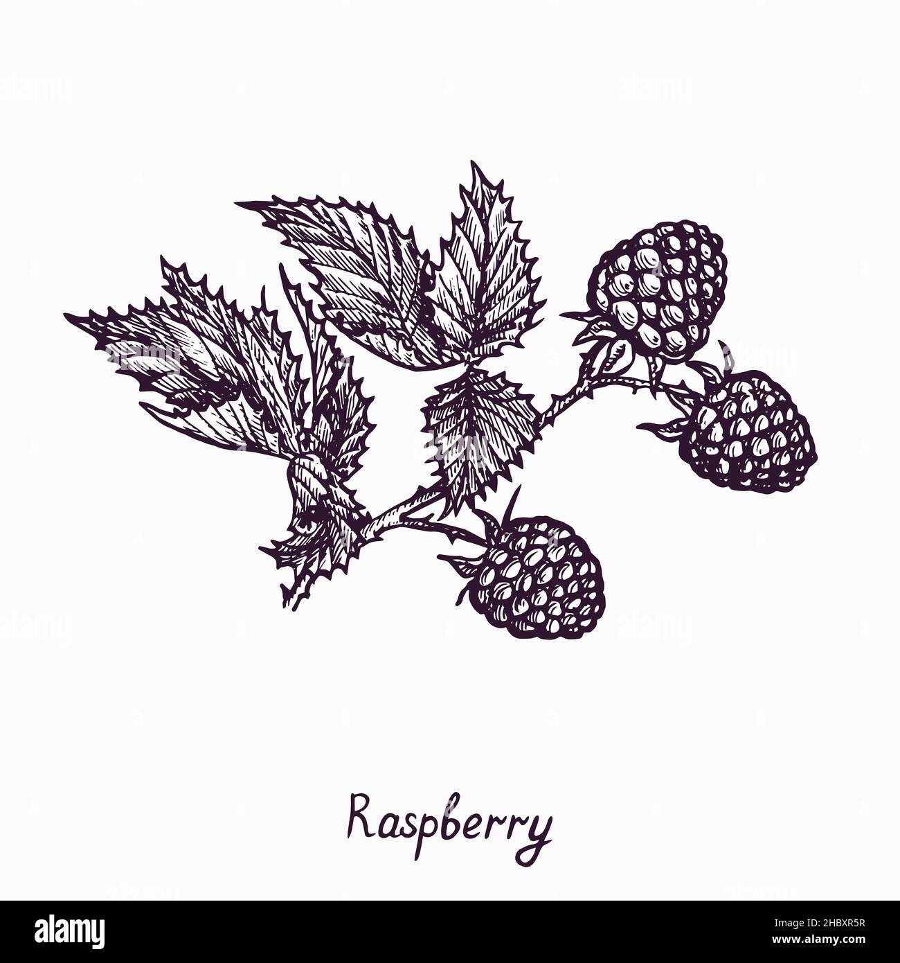 Raspberry branch with berries and leaves, simple doodle drawing with inscription, gravure style Stock Photo