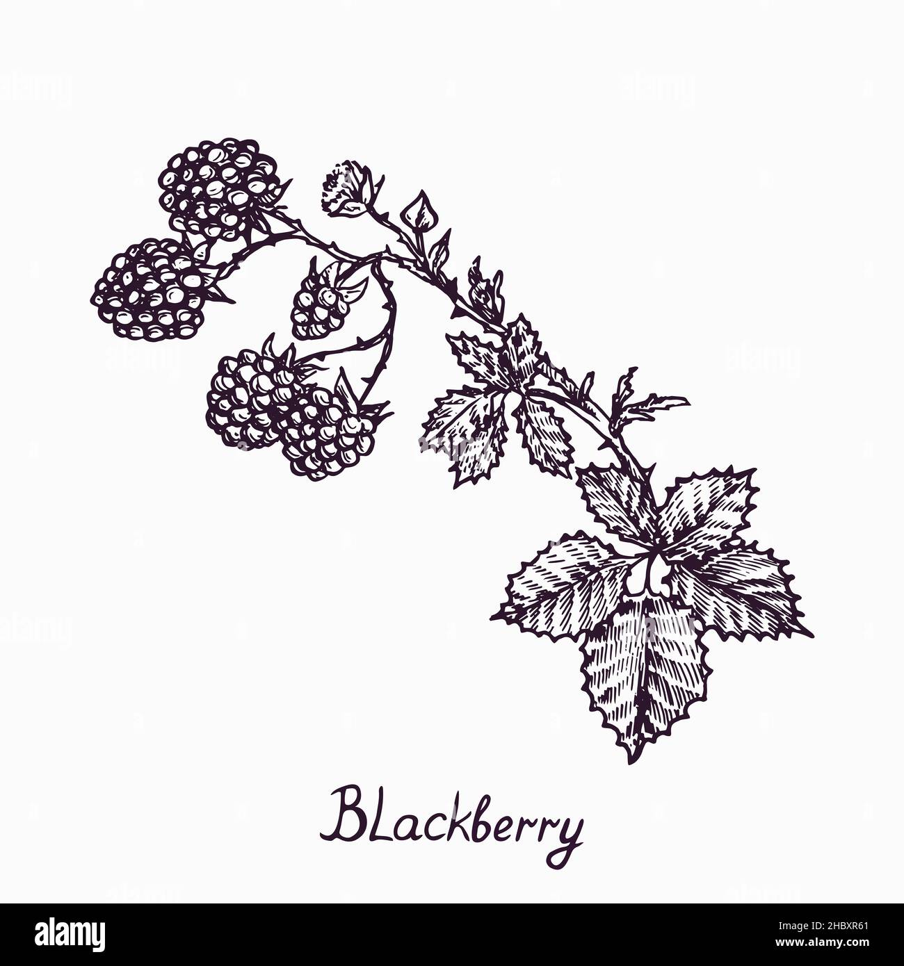 Blackberry branch with berries and leaves, simple doodle drawing with inscription, gravure style Stock Photo