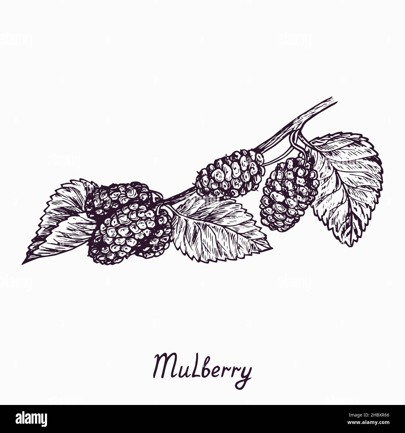 Mulberry branch with berries and leaves, simple doodle drawing with inscription, gravure style Stock Photo