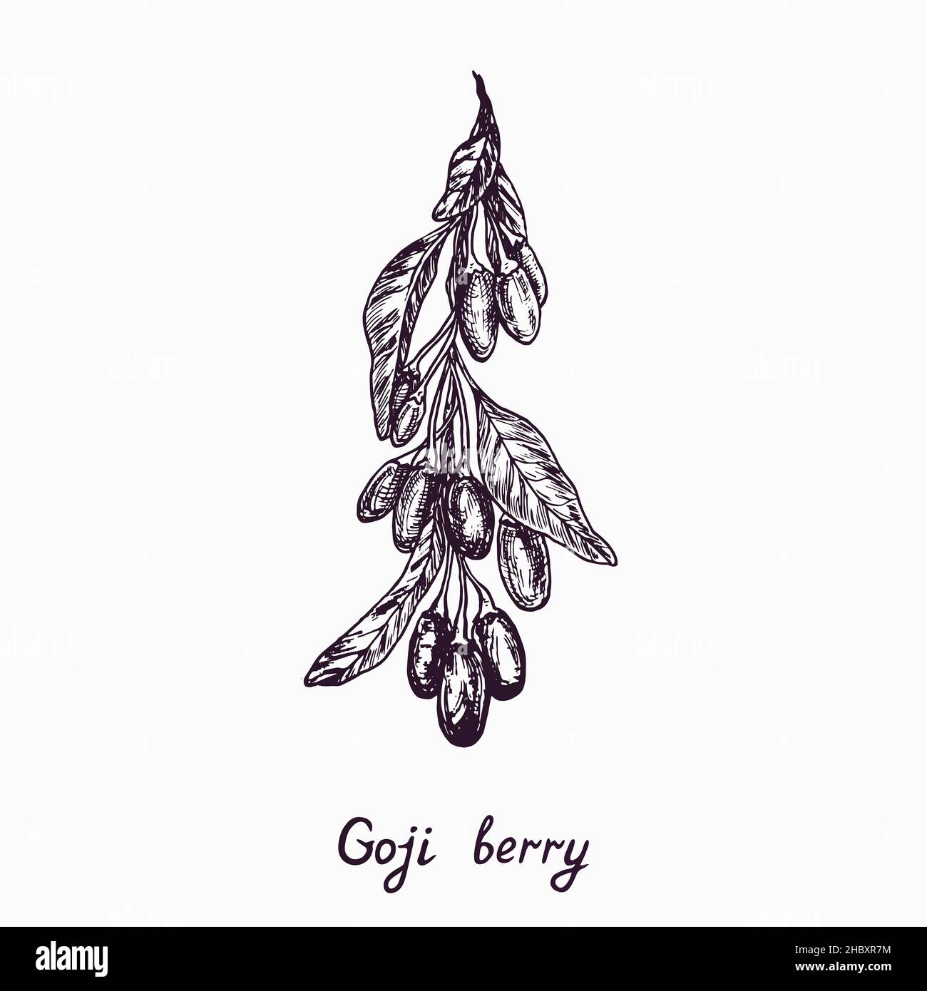 Goji berry branch with berries and leaves, simple doodle drawing with inscription, gravure style Stock Photo