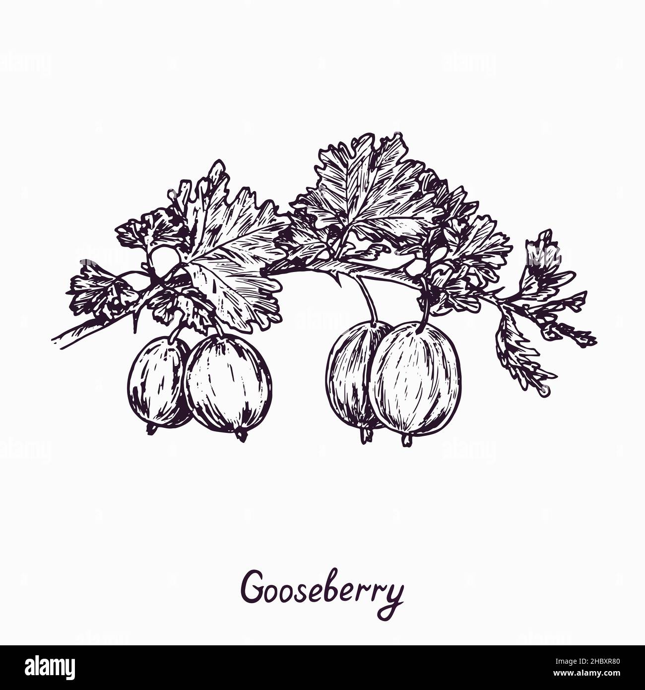 Gooseberry branch with berries and leaves, simple doodle drawing with inscription, gravure style Stock Photo