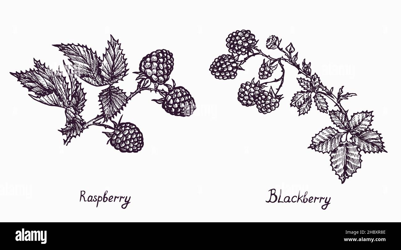 Raspberry and Blackberry branch with berries and leaves, simple doodle drawing with inscription, gravure style Stock Photo