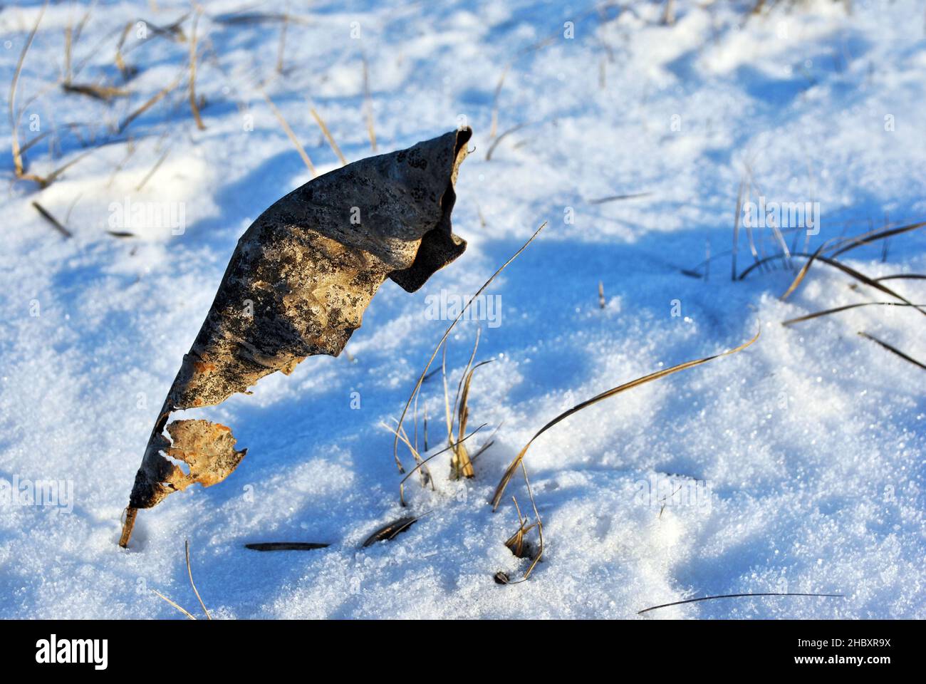 Large dark leaf on the glade with white snow, macro close up detail, natural background Stock Photo