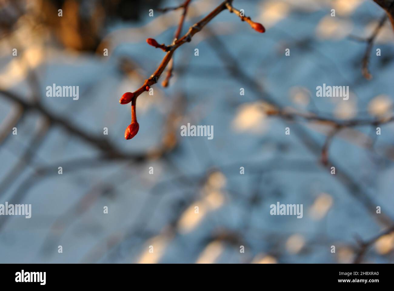 Twig with small red buds, snowy glade, natural organic background, top view Stock Photo