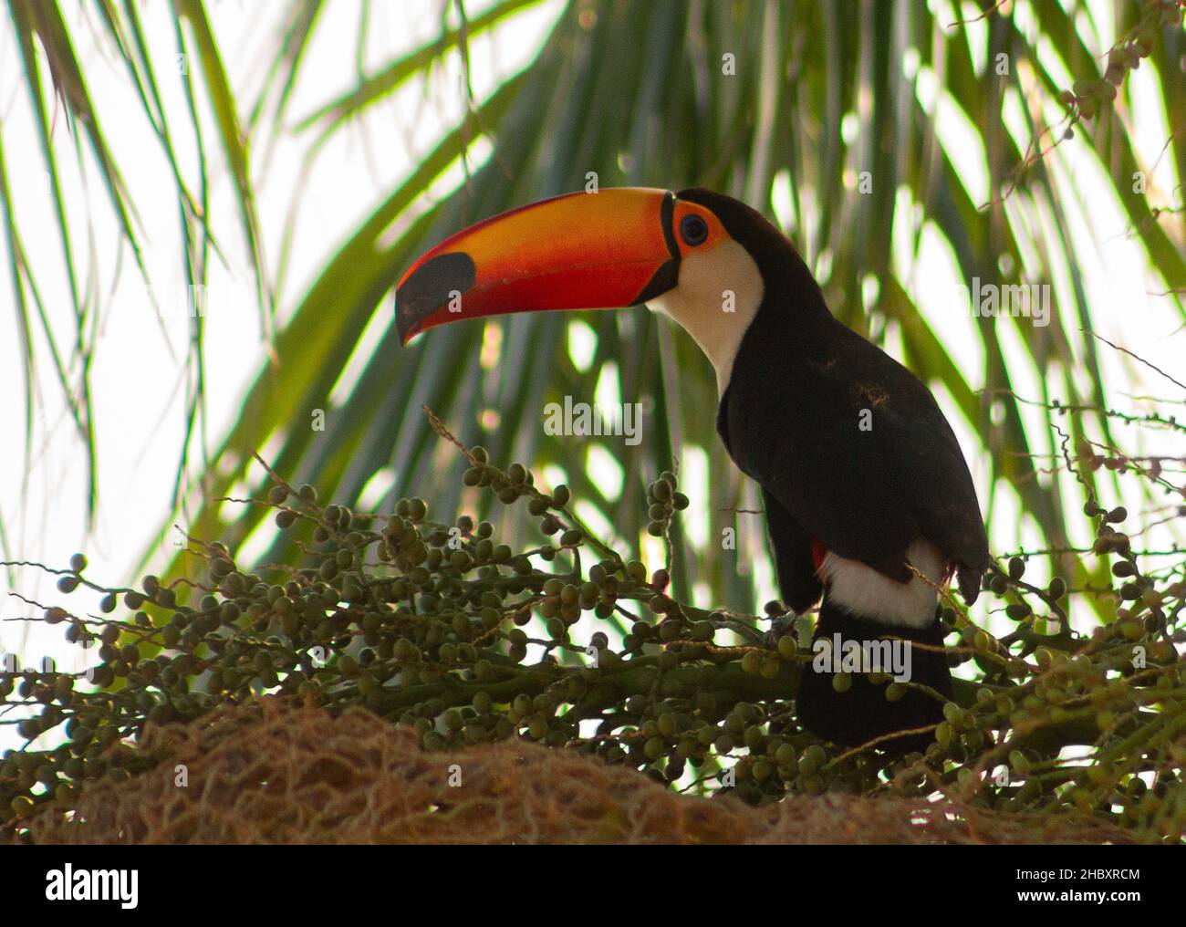 Os tucanos são aves belas e muito apreciadas por observadores de aves. Stock Photo