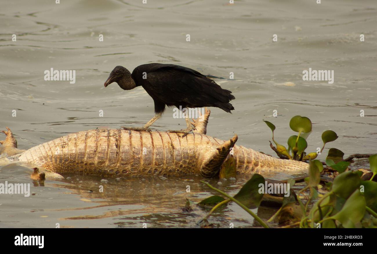 O pantanal na serra do Amolar é selvagem e hostil. Stock Photo