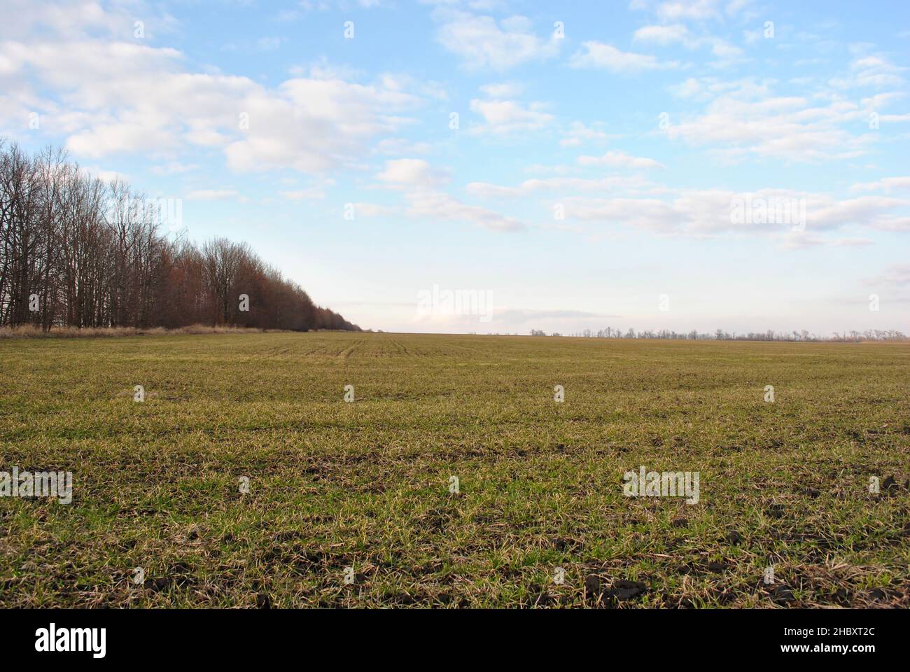 Field of green wheat (rye) rows on the edge of trees line, cloudy sunny sky, spring in Ukraine Stock Photo