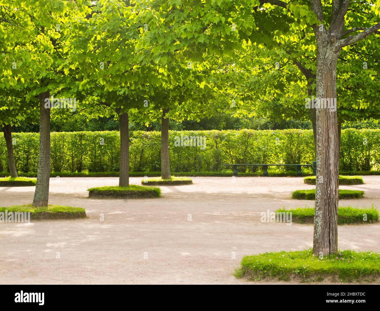 Peterhof Palace gardens, trees, hedges and paths Stock Photo Alamy