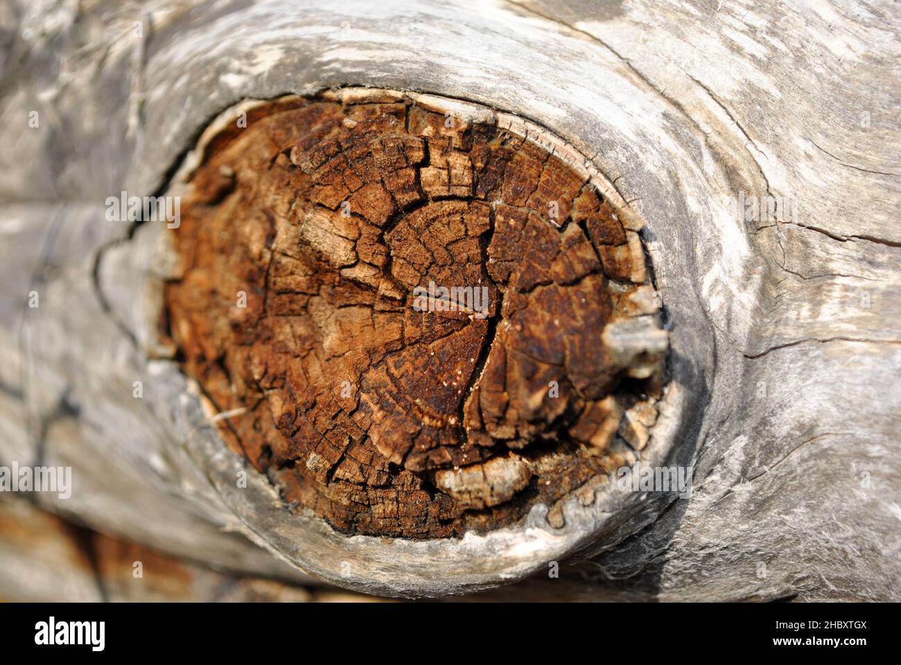 Old shabby tree trunk surface, sawn branch, horizontal background texture close up detail Stock Photo