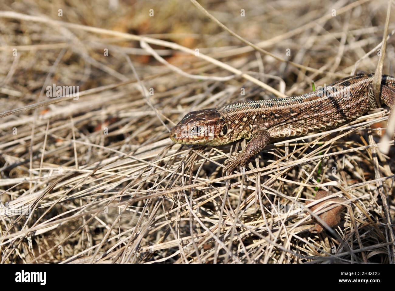 Close up detail of sand lizard (Lacerta agilis) female sunbathing camouflaged on background of dry grass Stock Photo