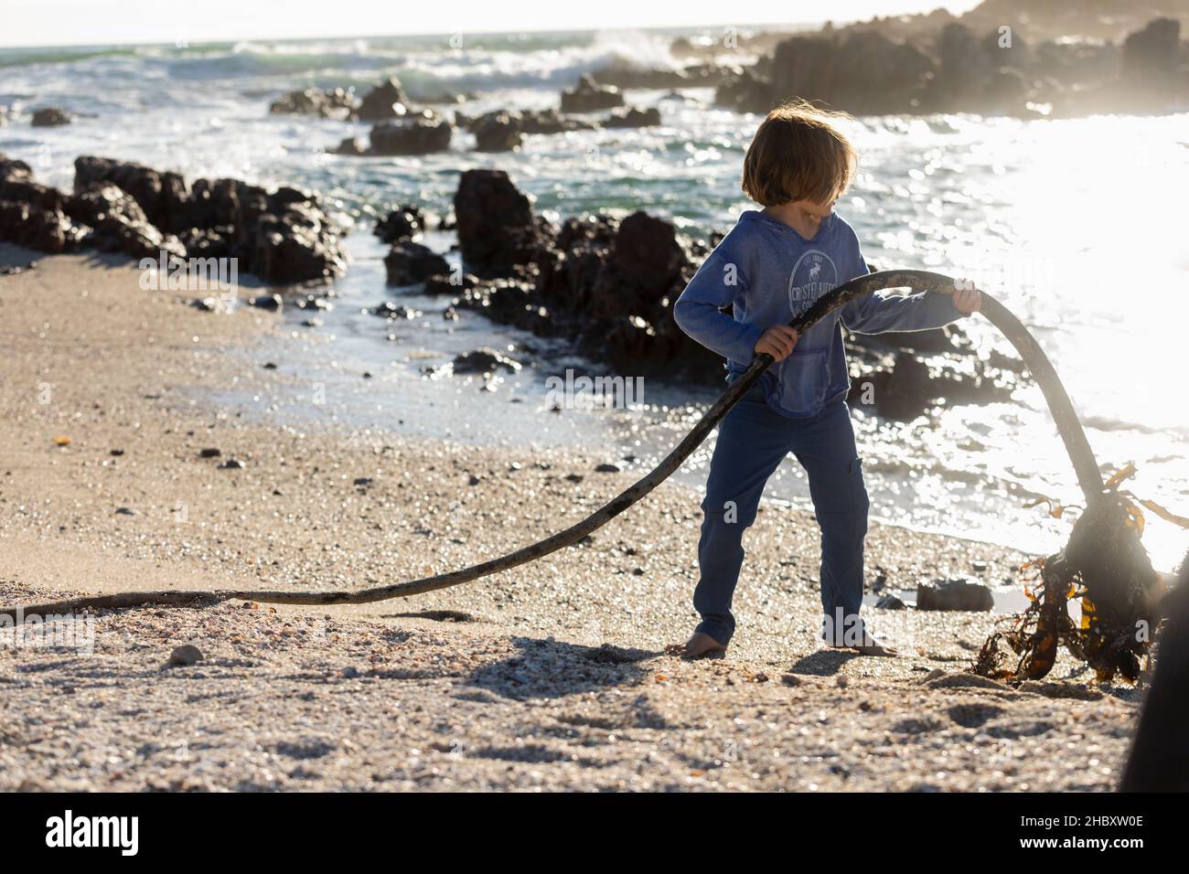 Young boy collecting long ropes of kelp seaweed on a rocky beach Stock Photo