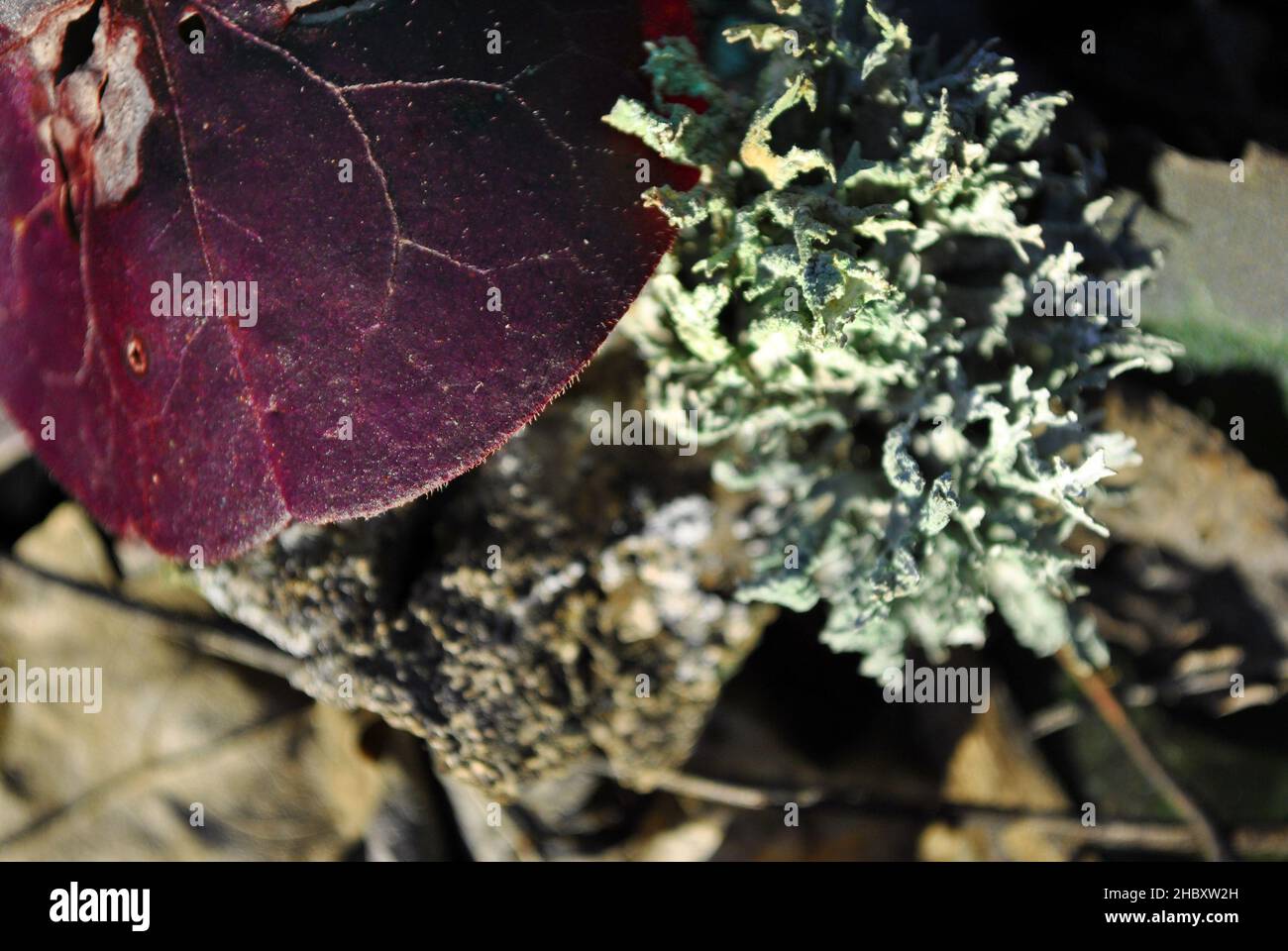 Soft green moss and red leaf,  horizontal background natural organic texture Stock Photo