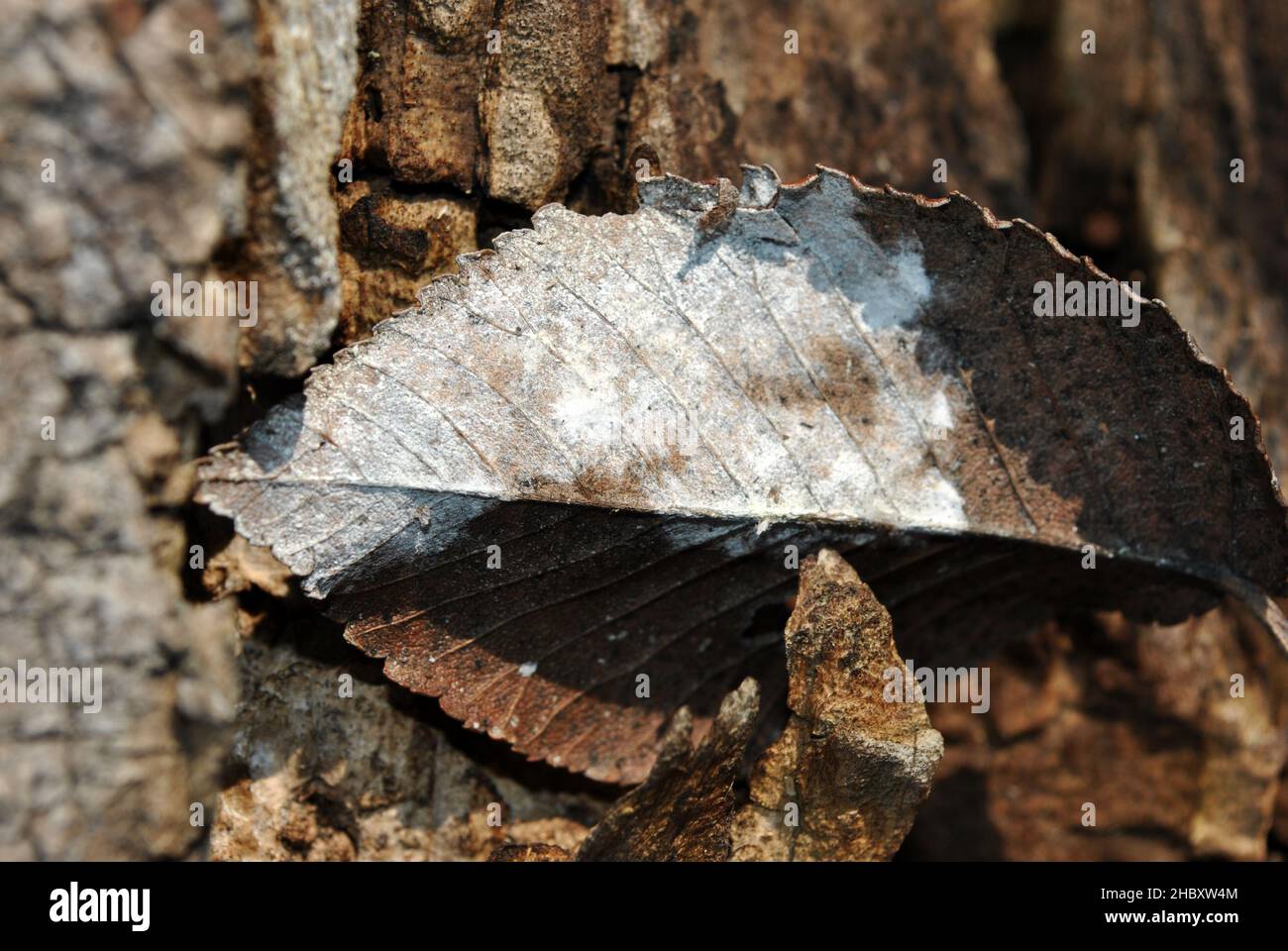 Old shabby tree trunk surface with dry gray brown leaf, natural texture close up detail Stock Photo