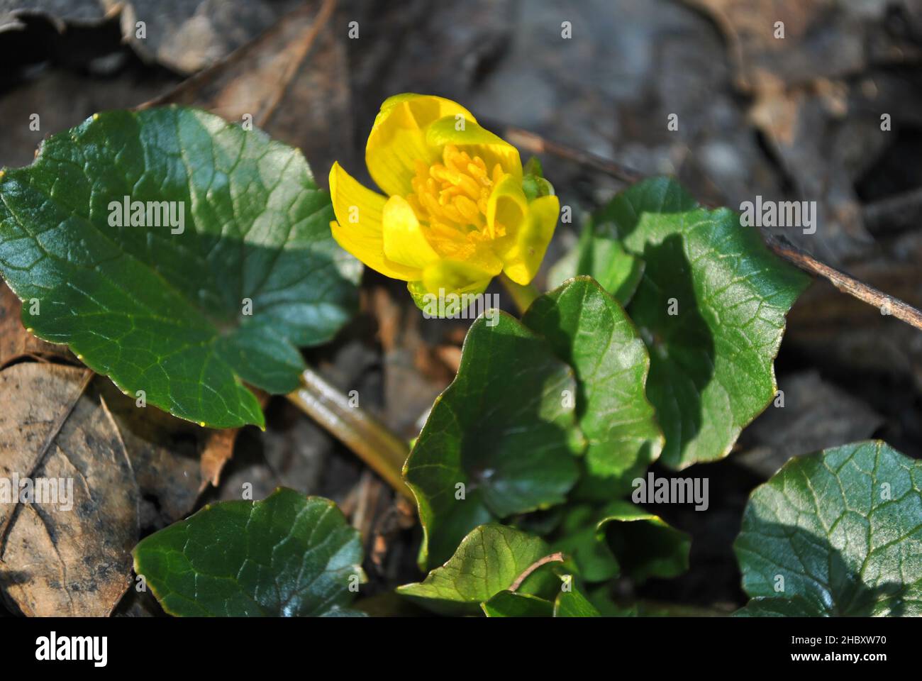 First spring flower of yellow Caltha (buttercup) in the background of rotten leaves, top horizontal view, close up detail Stock Photo