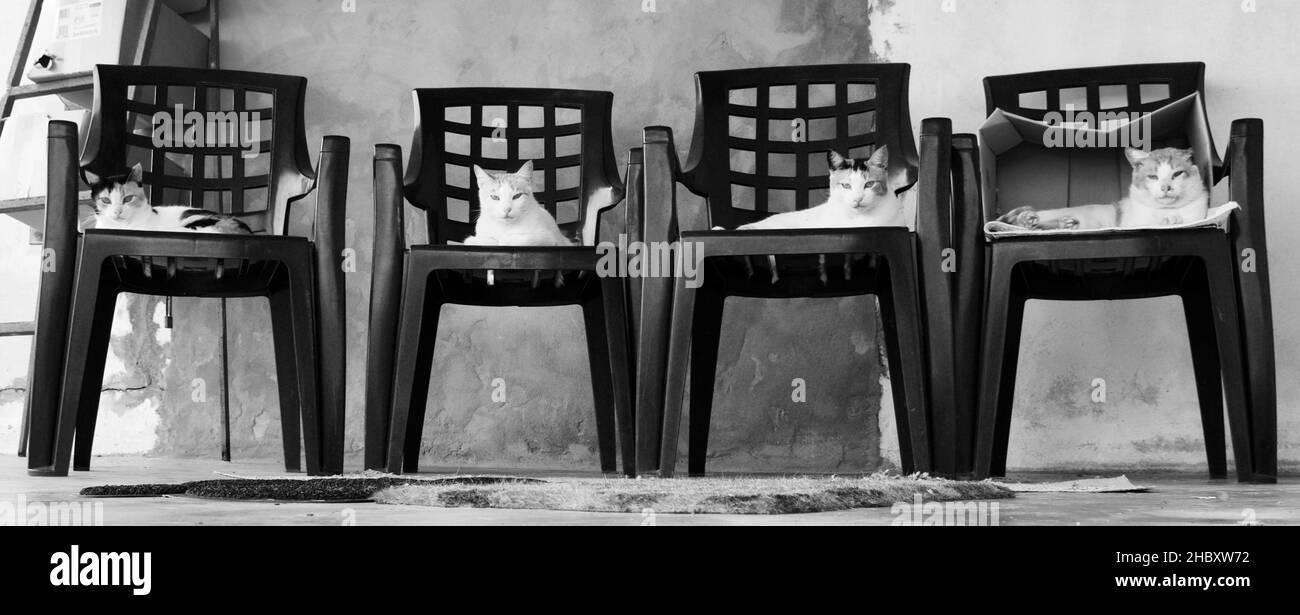 A grayscale shot of four cats on black plastic chairs outdoors in the garden on a sunny day Stock Photo